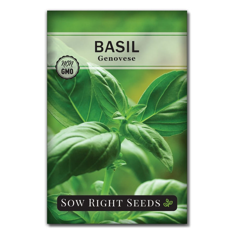 Large leafed culinary Genovese Basil seeds for sale