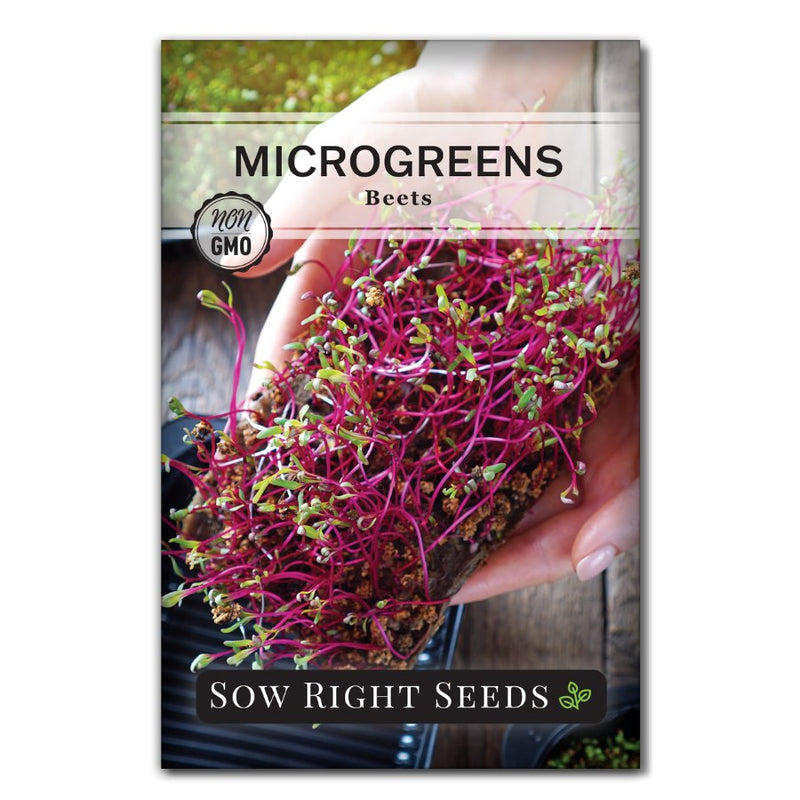 bleeding red beet microgreen seeds for sale