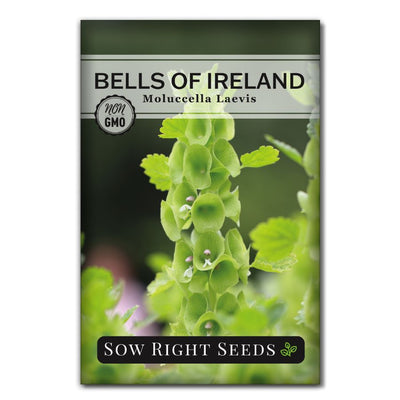 green shell flower unique bells of ireland seeds for sale