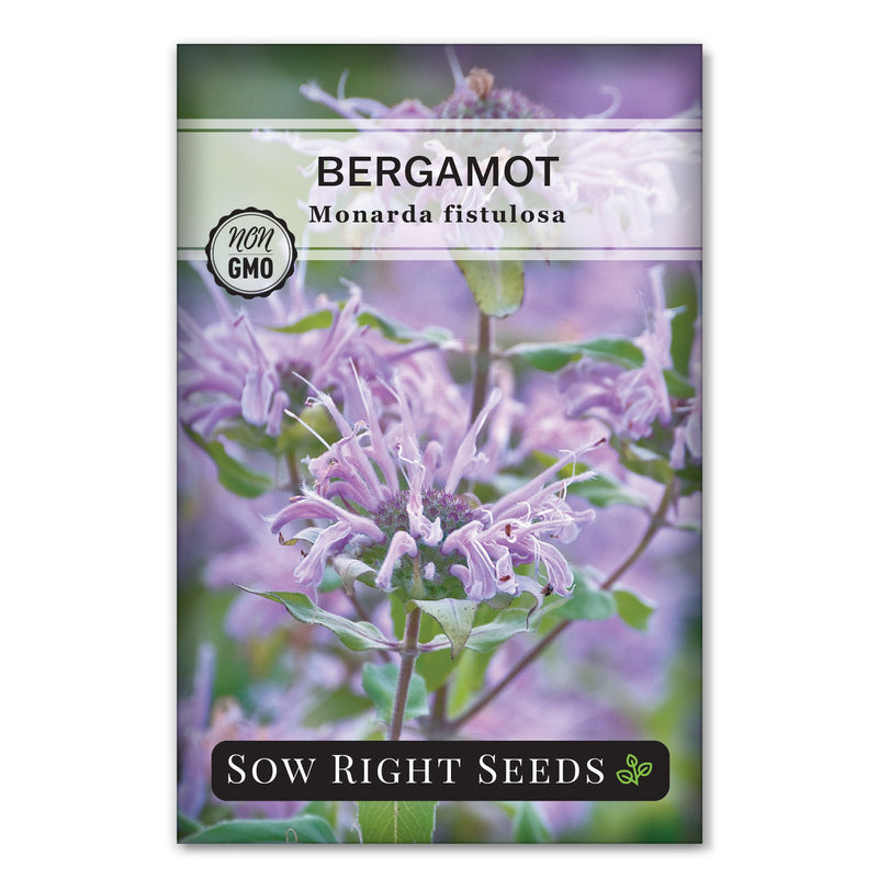 medicinal bergamot bee balm seeds for sale
