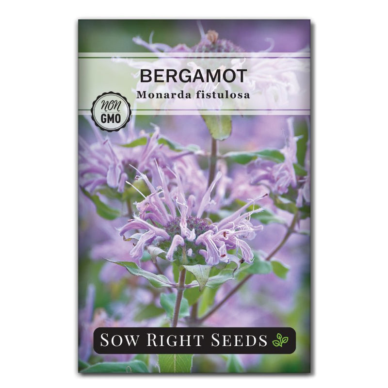 wild bergamot seeds for sale