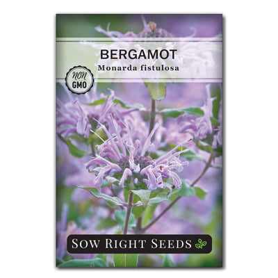 purple herb bergamot seeds