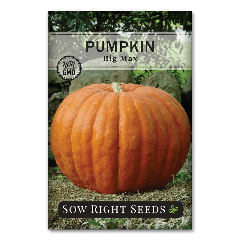 large pumpkin seeds for planting Sow Right Seeds - Big Max Pumpkin Seeds for Planting - Non-GMO Heirloom Packet With Instructions To Plant A Home Vegetable Garden