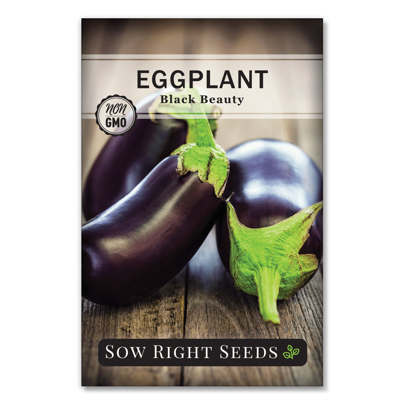 large oval purple black beauty eggplant seeds for sale