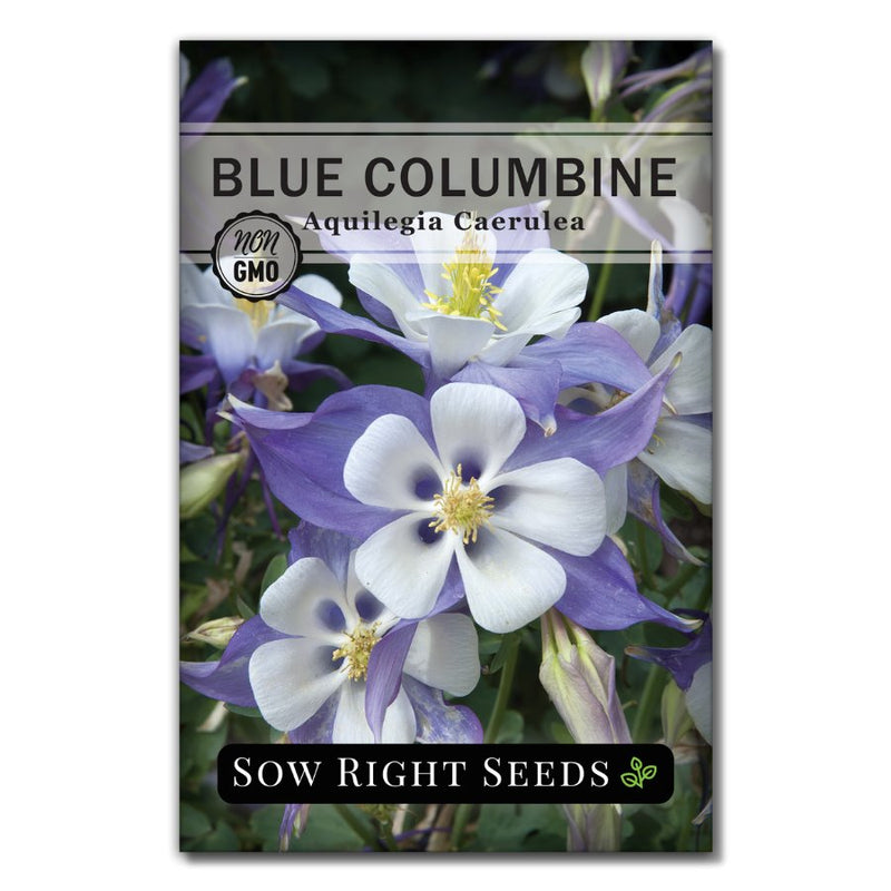 blue columbine flower seeds for sale