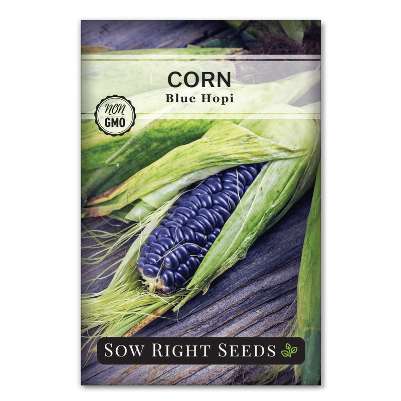blue hopi sweet corn for making flour and tortillas seeds for sale