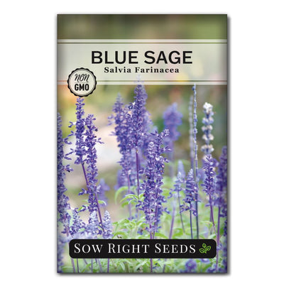 calming blue sage perennial herb seeds for sale