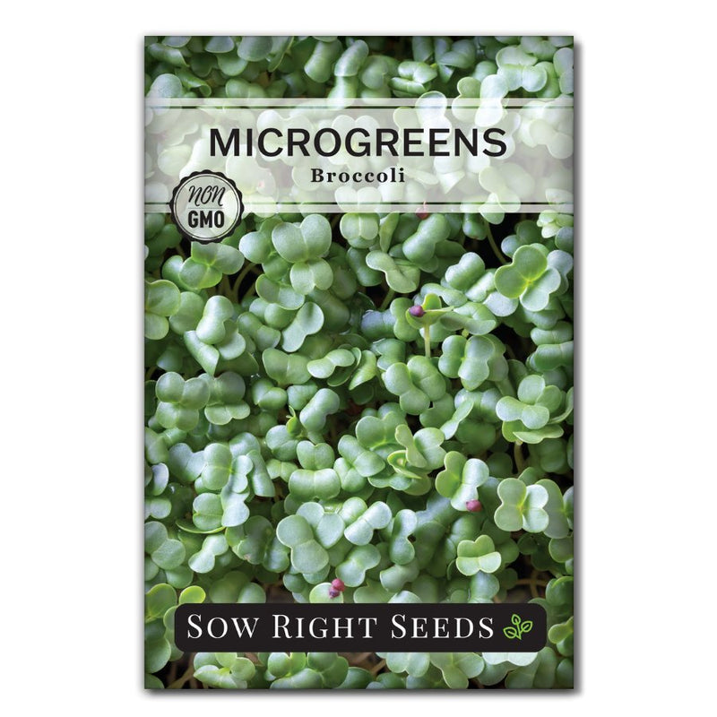 mild broccoli microgreen seeds for sale