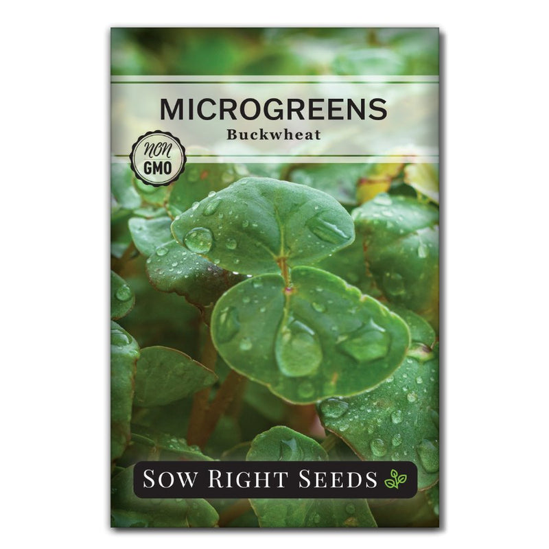 traditionally juiced buckwheat microgreens seeds for sale