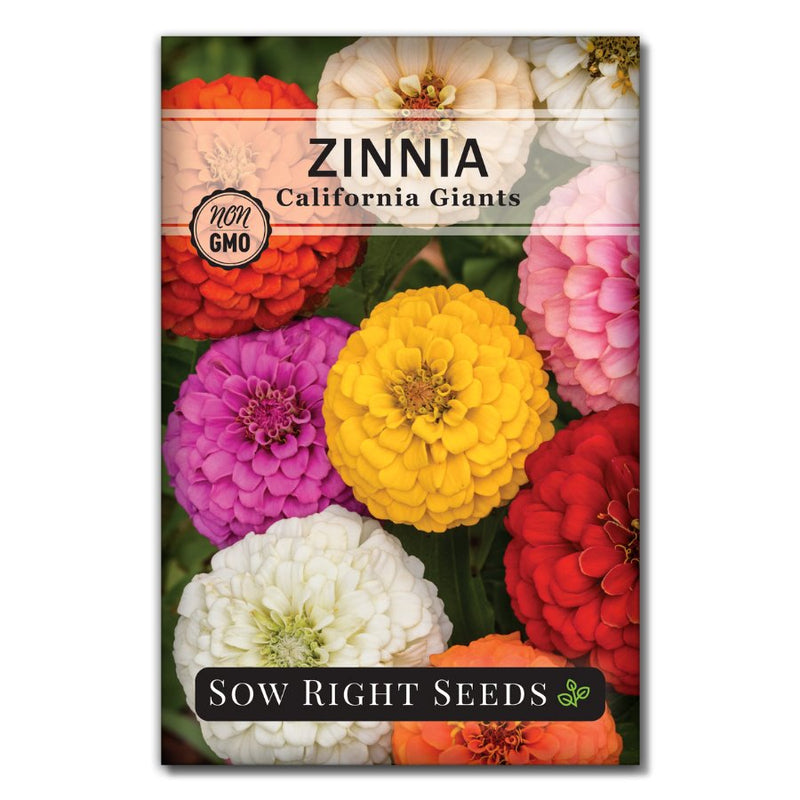 red, white, pink, yellow, and white mixed zinnia seeds for sale