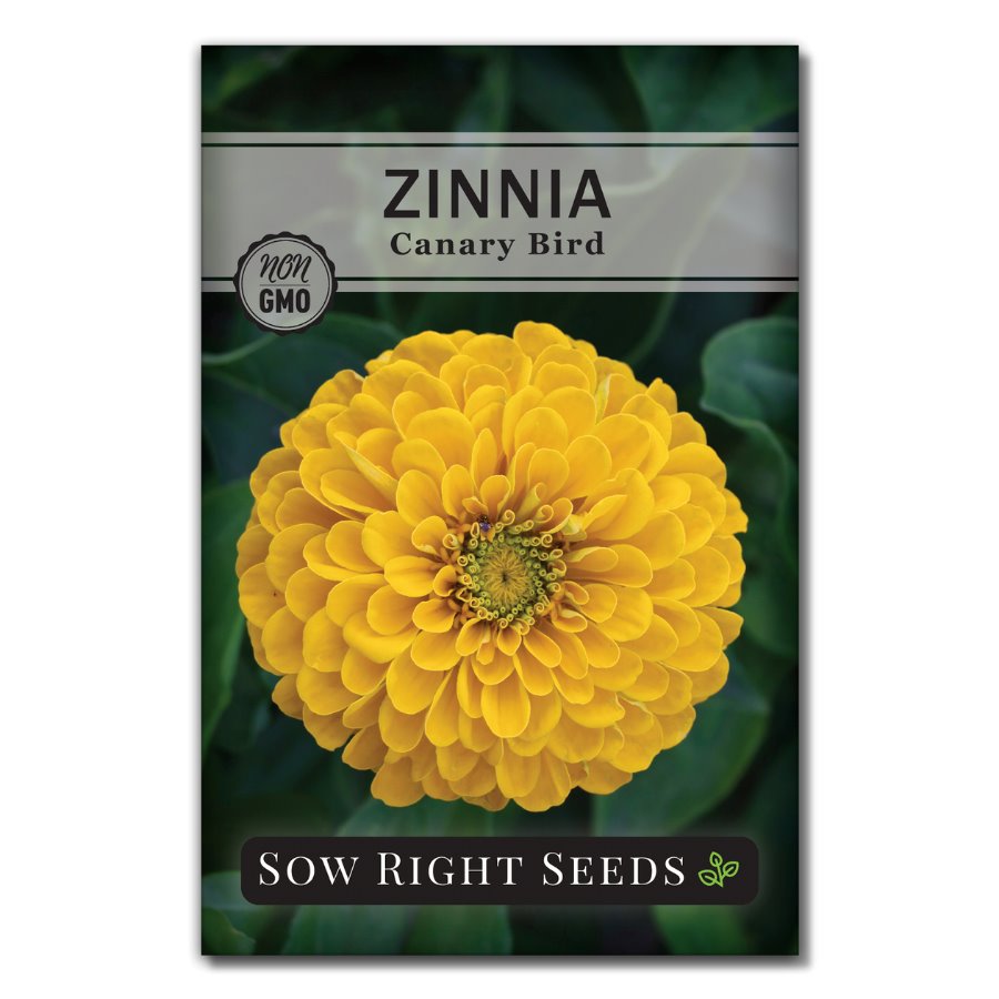 Canary Bird Zinnia | Vibrant Yellow Annual Flower Seeds – Sow Right Seeds