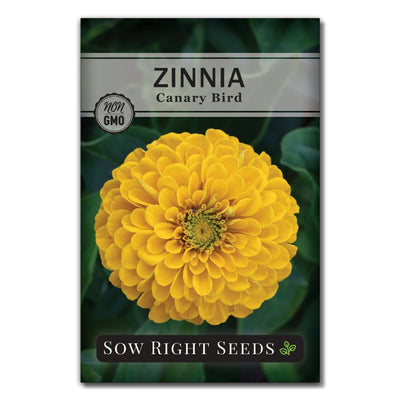 unique yellow zinnia flower seeds for sale