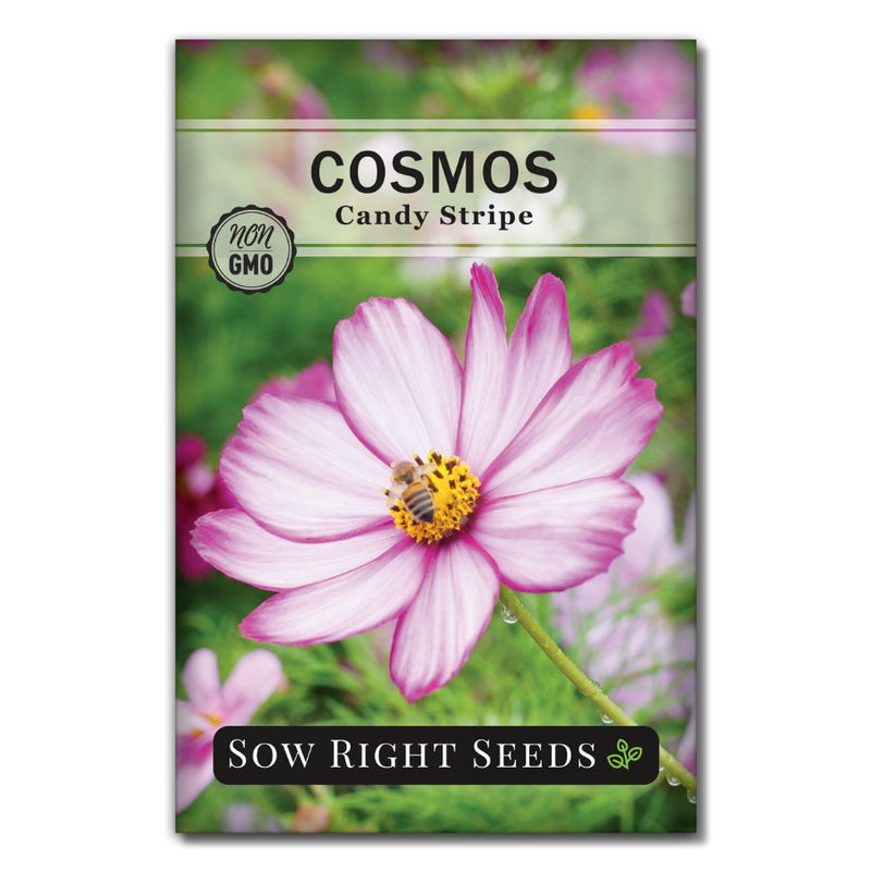 lovely pale pink petals with hot pink edged cosmos seeds for sale