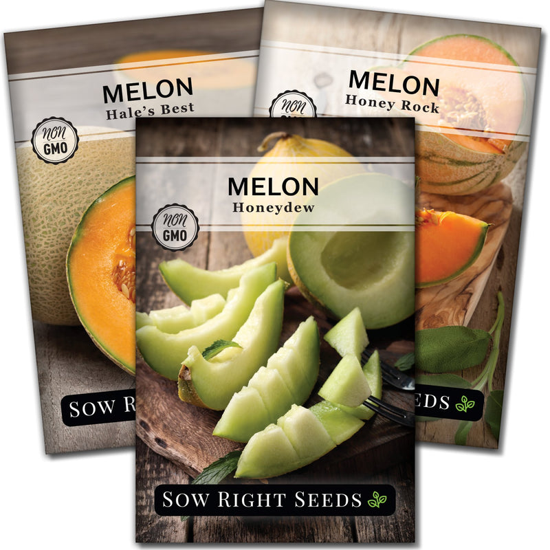 cantaloupe seed packet collection with 3 varieties of seeds for sale