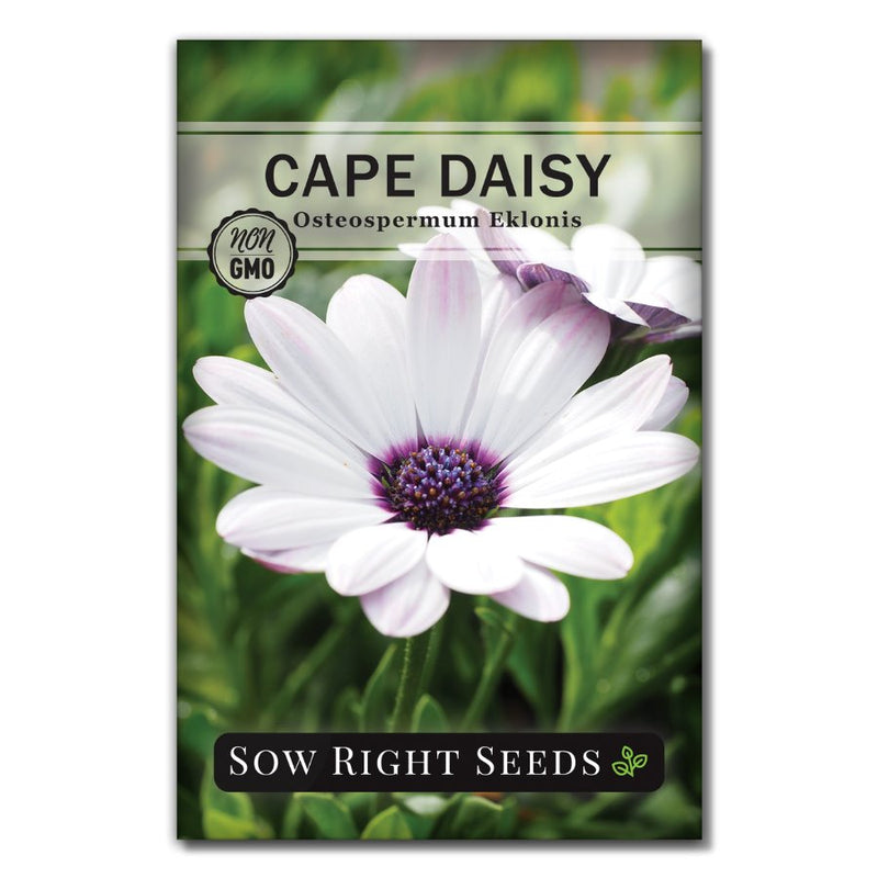 stunning white cape daisy seeds for sale