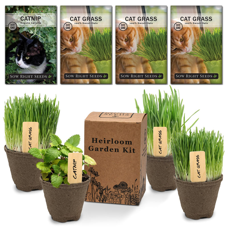 catnip and cat grass garden growing kit with healthy catgrass and cat nip plants and heirloom garden kit box