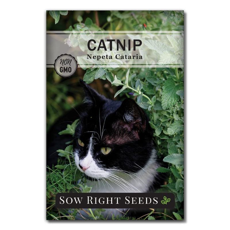 Catnip Herb Heirloom Seeds Non OGM, herbe à chat, pollinisation ouverte,  animaux domestiques -  France