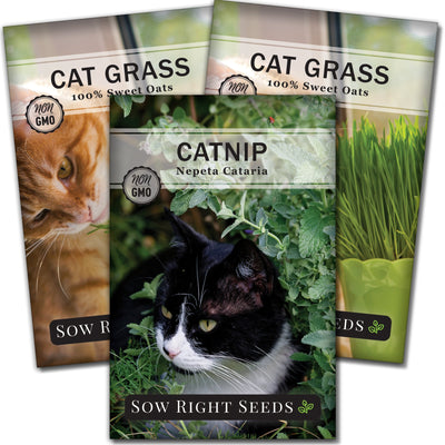 catnip and catgrass seed packet collection with 2 varieties for sale
