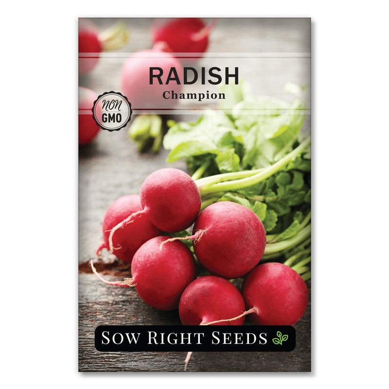 crispy crunchy large round mild red cherry belle champion radish seeds for sale