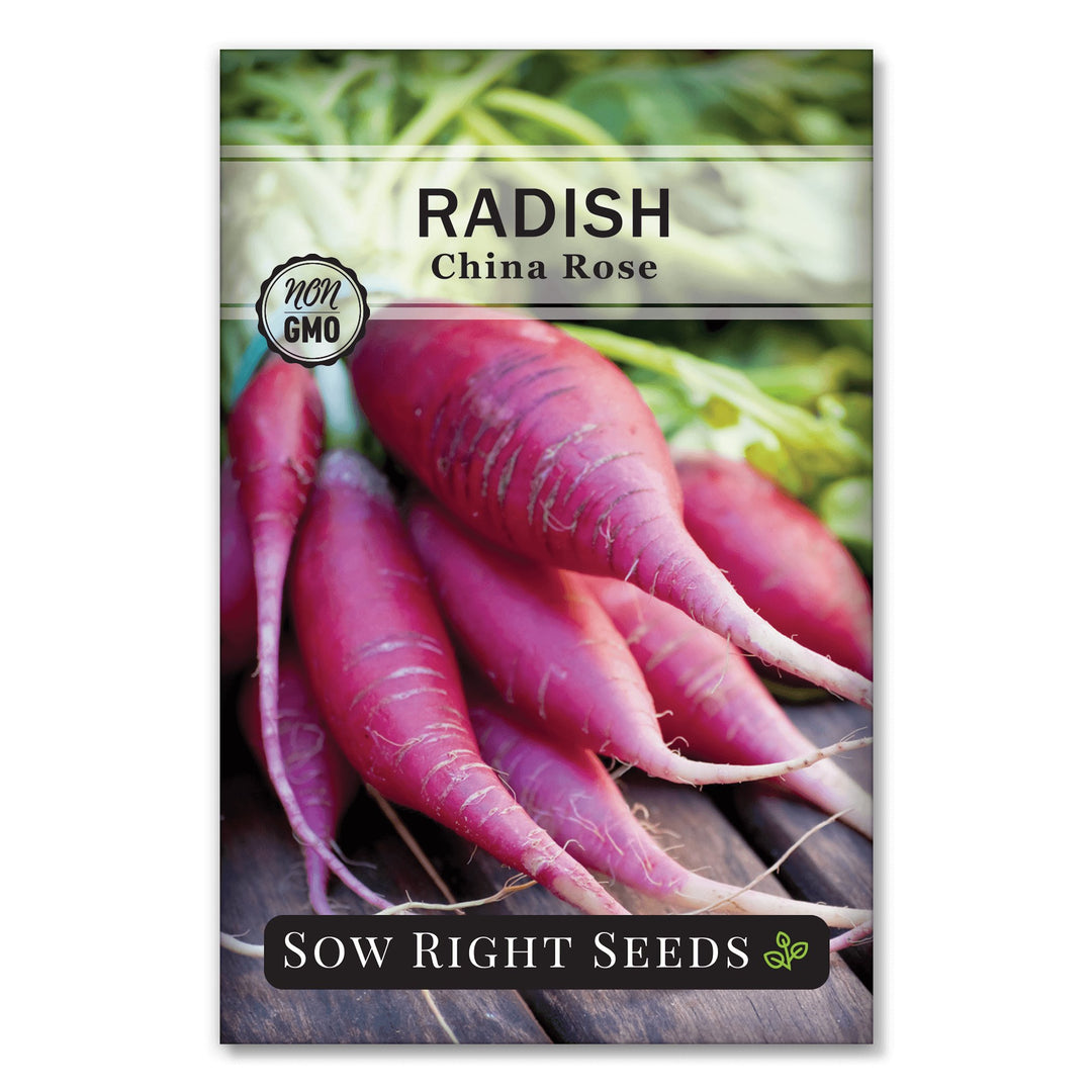 china rose radish seeds China Rose Radish Seeds for Planting