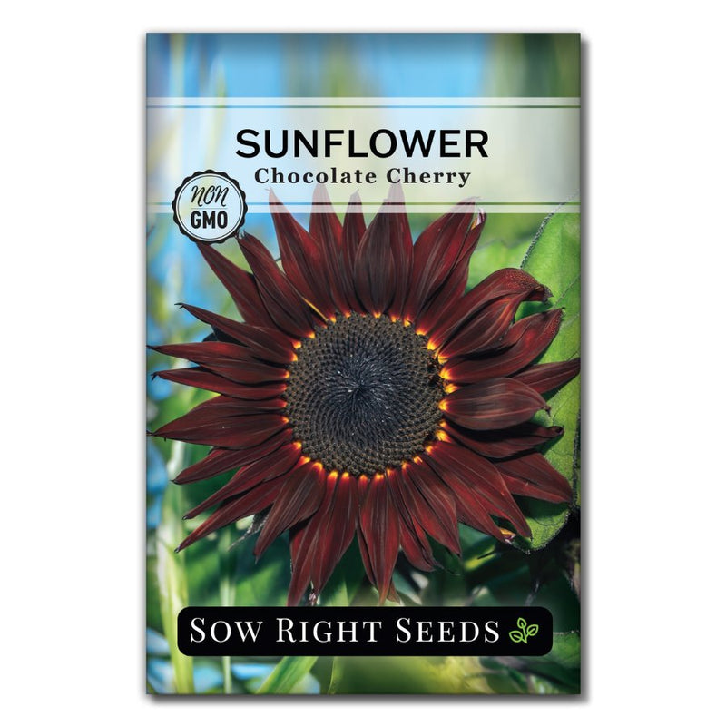 unique dark petaled sunflower seeds for sale