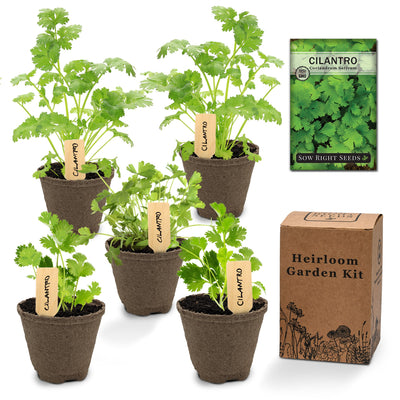 cilantro garden kit with healthy fresh cilantro plants and heirloom garden kit box