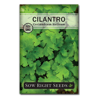 popular culinary herb cilantro seeds for sale