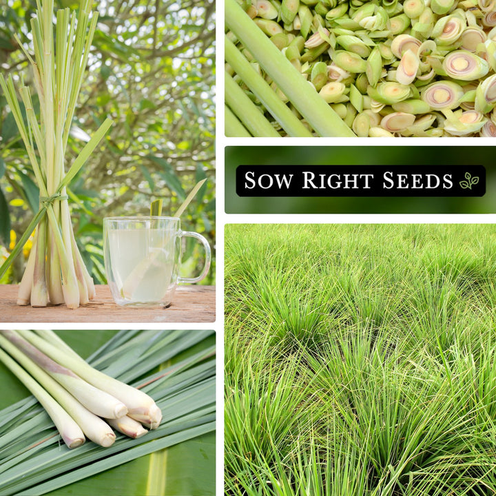 Eucalyptus Seeds Lemongrass Seeds - 400+ Non-GMO Seeds, Mosquito Repellent,  Easy To Grow, USA Professional Grass Seed