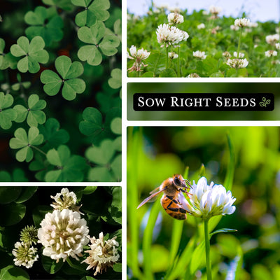 collage of white clover images grow clover at home for many uses