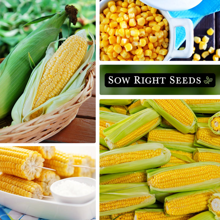 Bantam Sweet Corn Seeds for Planting