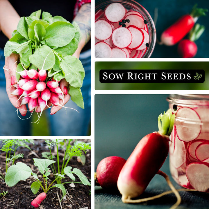 French Breakfast Radish Seeds for Planting