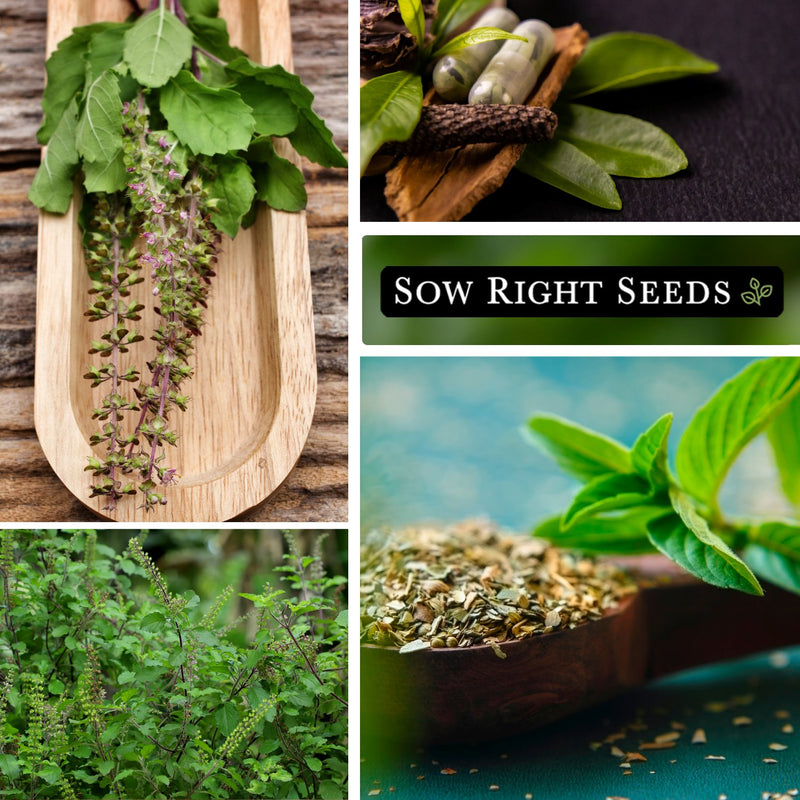 collage of images containing holy basil freshly harvested and dried