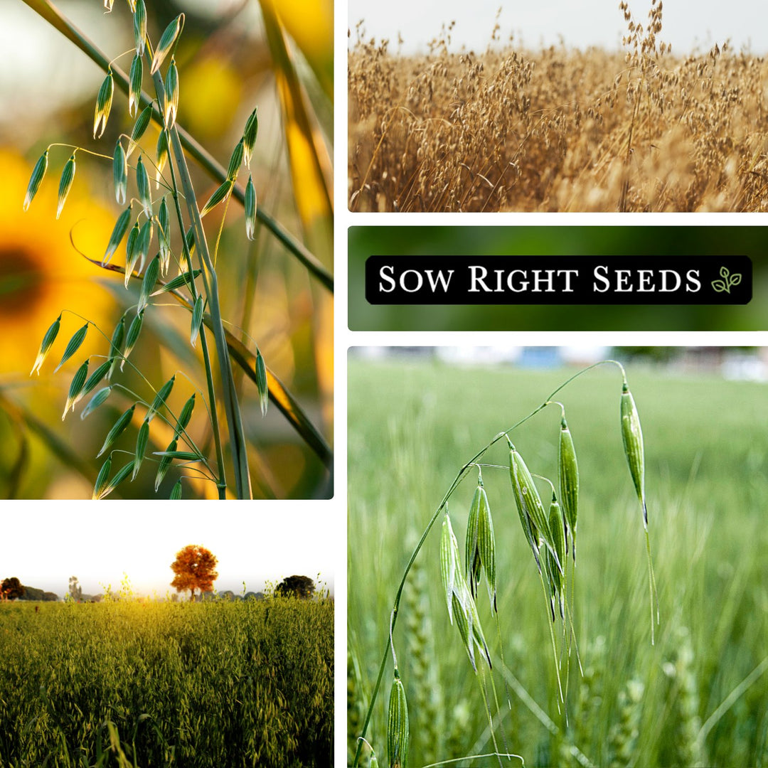 Winter Oat Cover Crop Seeds for Planting in your Home Garden – Sow Right  Seeds