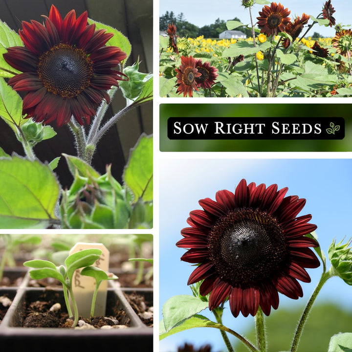 sunflower seeds to plant for sale Sow Right Seeds - Chocolate Cherry Sunflower Seeds for Planting