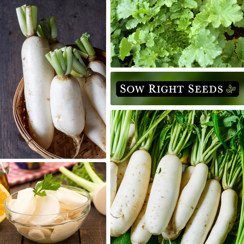 collage of daikon driller radish images grow radish at home for many uses