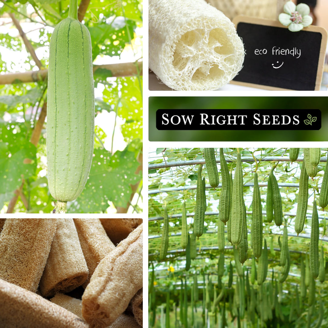 planting gourd seeds indoors Luffa Gourd Seeds for Planting