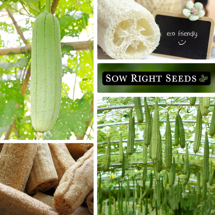 Luffa Gourd Seeds