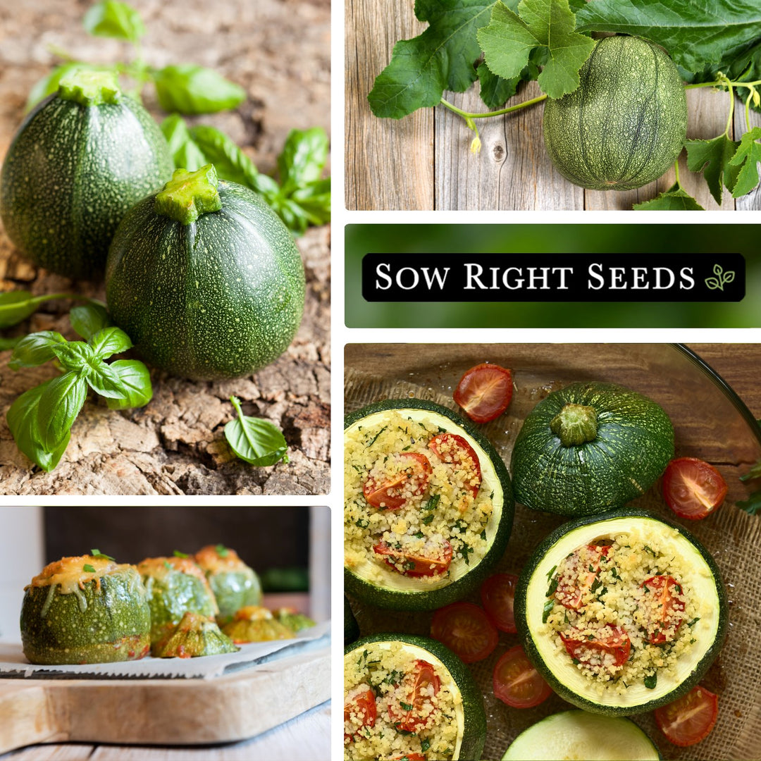 zucchini plant seeds Round Zucchini Seeds for Planting