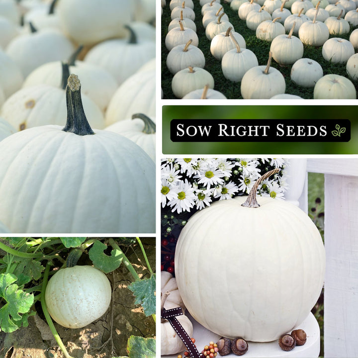 Casper Pumpkin Seeds to Plant | White Ornamental & Cooking Pumpkin