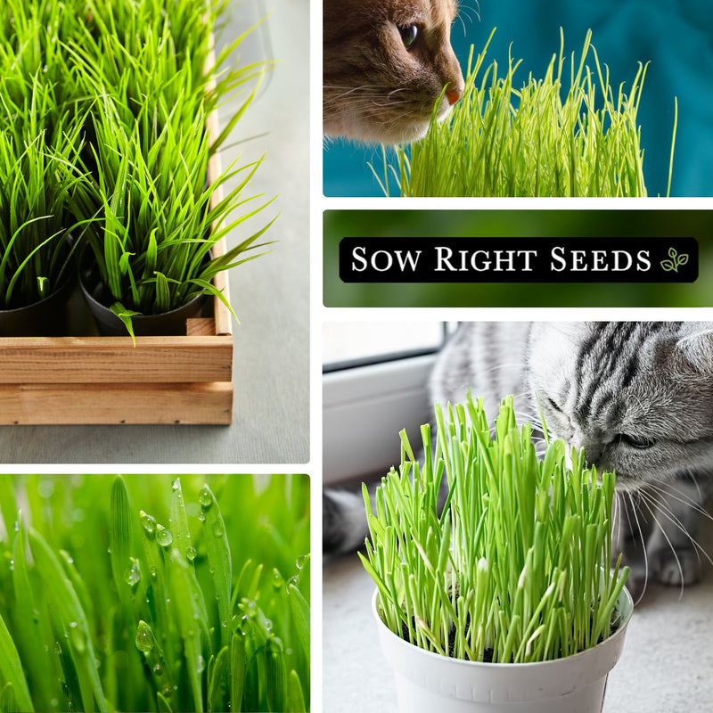planting cat grass seeds Cat Grass Seeds to Plant