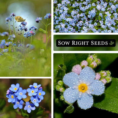 collage of forget-me-not flowers growing outdoors