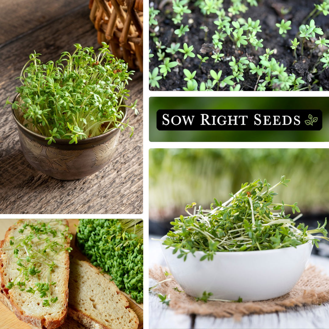 cress plant seeds Cress Seeds for Planting