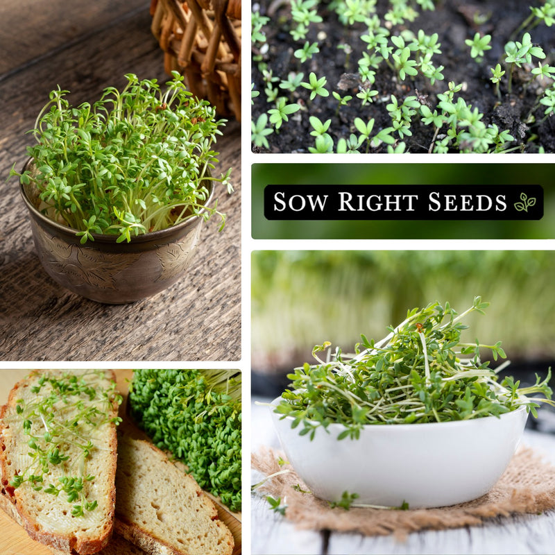 garden cress seeds patel brothers Cress Seeds for Planting