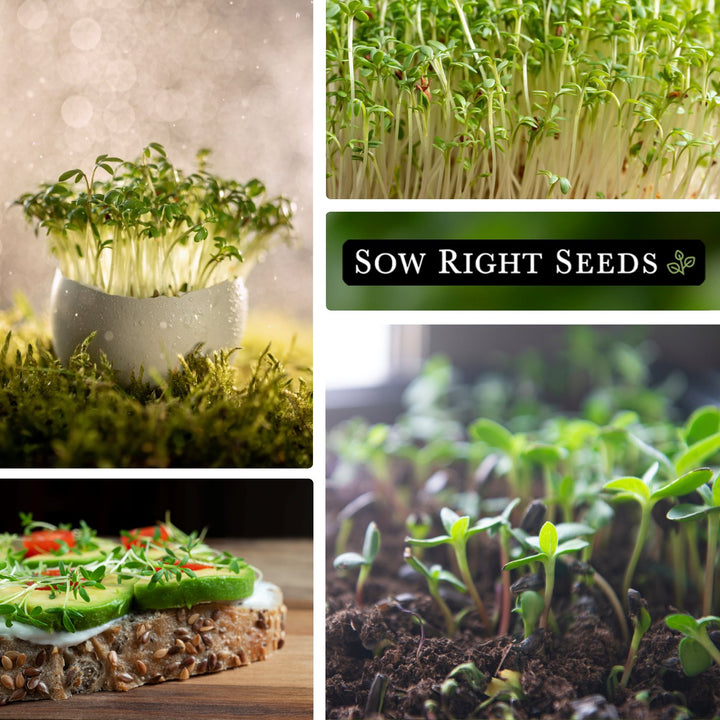 plant cress seeds Cress Microgreen Seeds for Sprouting