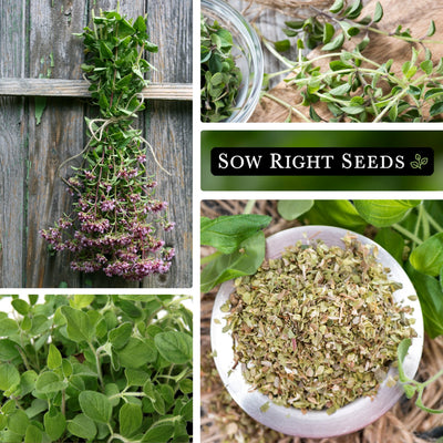 collage of oregano plants growing and harvested