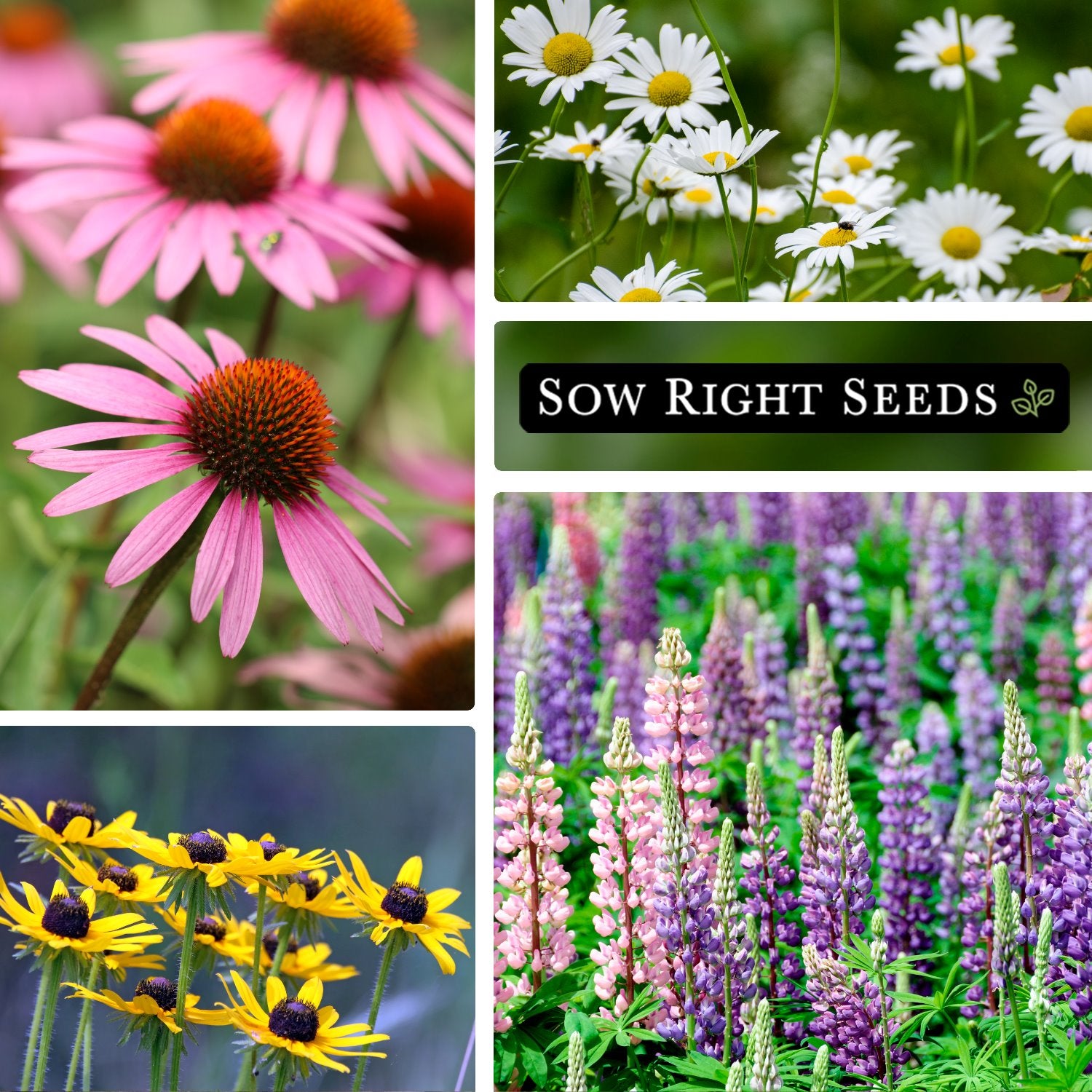 Flower Seeds Garden Collection 10 varieties – Lovely Seeds