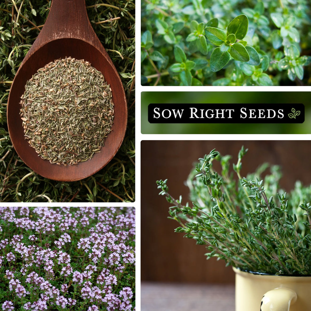 Thyme Seeds for Planting | Traditionally Used in Italian Cuisine