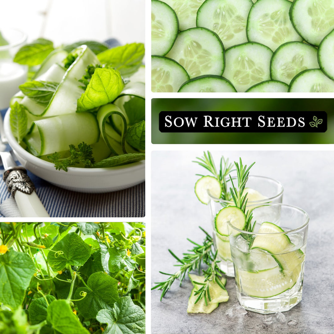 Semi Di Cetriolo Mini Beit Alpha - 40 Semi Non OGM, Senza Buccia, Per Insalate - Foto 8