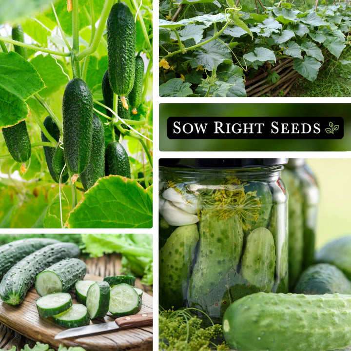 Sow Right Seeds - National Pickling Cucumber Seeds for Planting