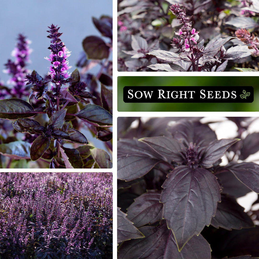 Opal Basil | Unique Purple Leaved Basil Seeds for Planting – Sow Opal Basil | Unique Purple Leaved Basil Seeds for Planting – Sow